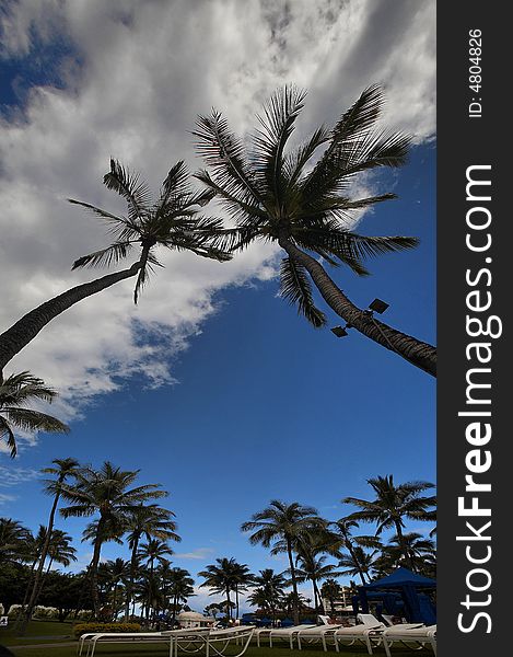 Very beautiful coconut palms in Maui Hawaii
