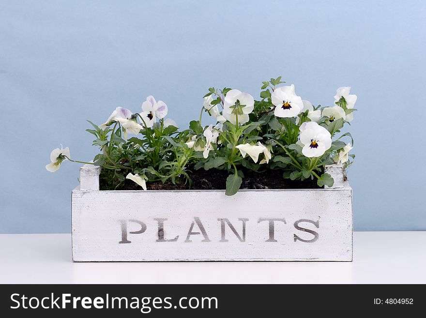 White pansies in a wooden box. White pansies in a wooden box