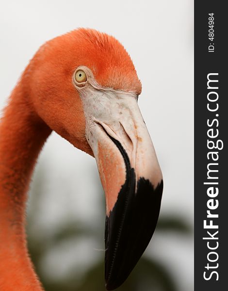Head flamingo tropical bird eyes beak colorful. Head flamingo tropical bird eyes beak colorful