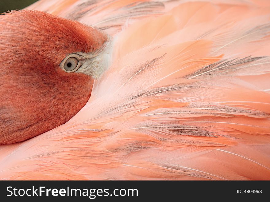 Flamingo young bird looking eyes pink feather jungle wildlife. Flamingo young bird looking eyes pink feather jungle wildlife