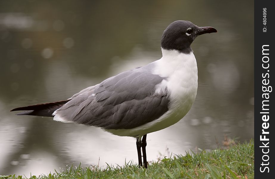 Seagull wild bird black white feather water