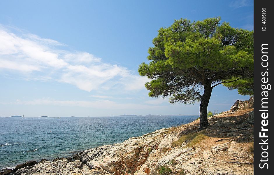 Alone tree with beautiful beach. Alone tree with beautiful beach