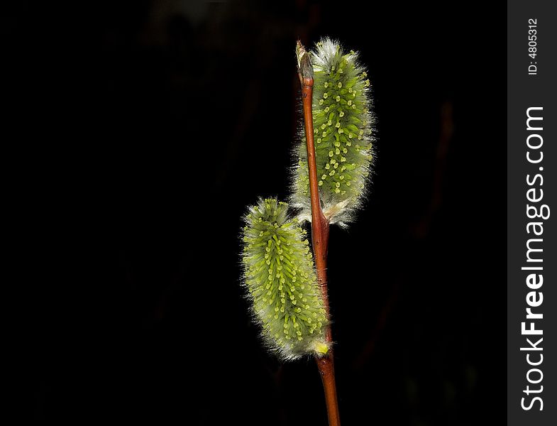 Branch of willow on a black background. Branch of willow on a black background.