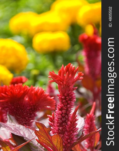 Red and yellow flowers in garden. Red and yellow flowers in garden