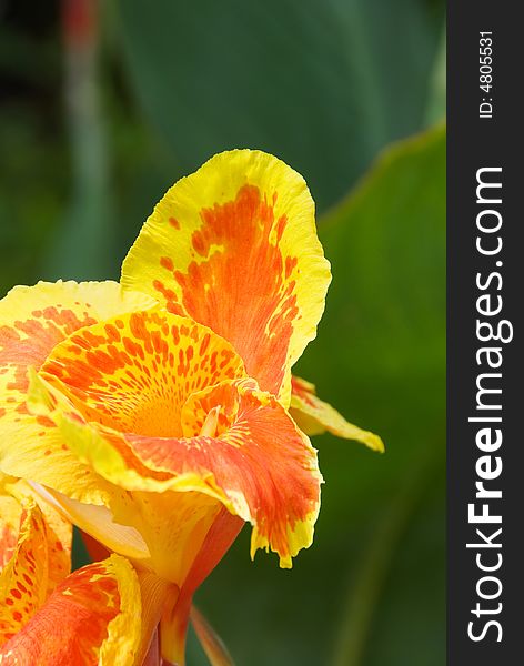 Red and yellow flower in a garden