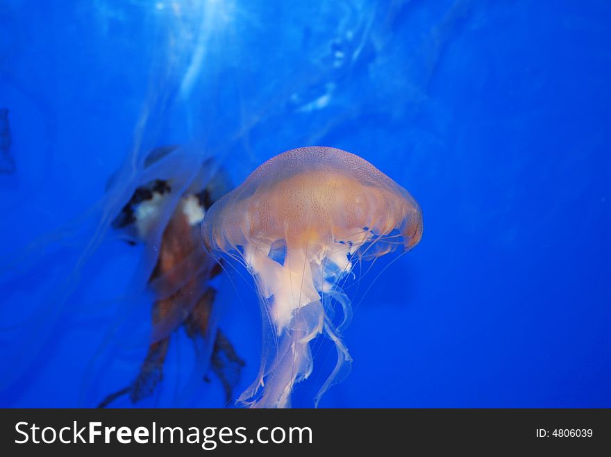 One of Marine Organisms - Jellyfish.