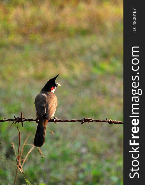 A red-whishkered bulbul bird sitting in a fense. A red-whishkered bulbul bird sitting in a fense