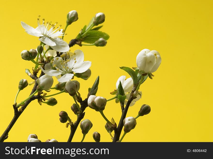 Blossoms at early spring  against the yellow background