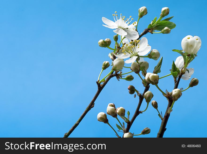 Blossoms at early spring against the blue background