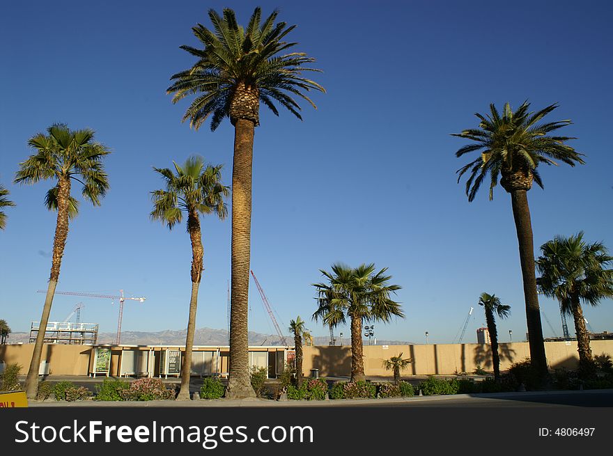 Palm tree in blue sky. Palm tree in blue sky