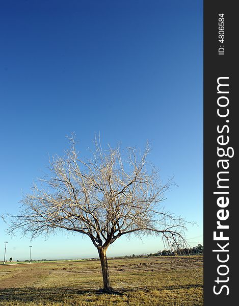 Dry tree in blue sky