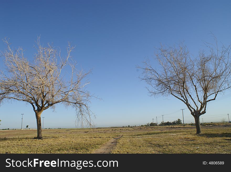 Dry tree in blue sky