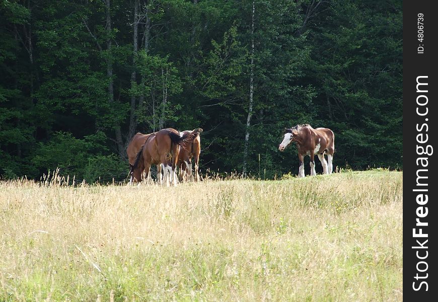 Draft horses grazing