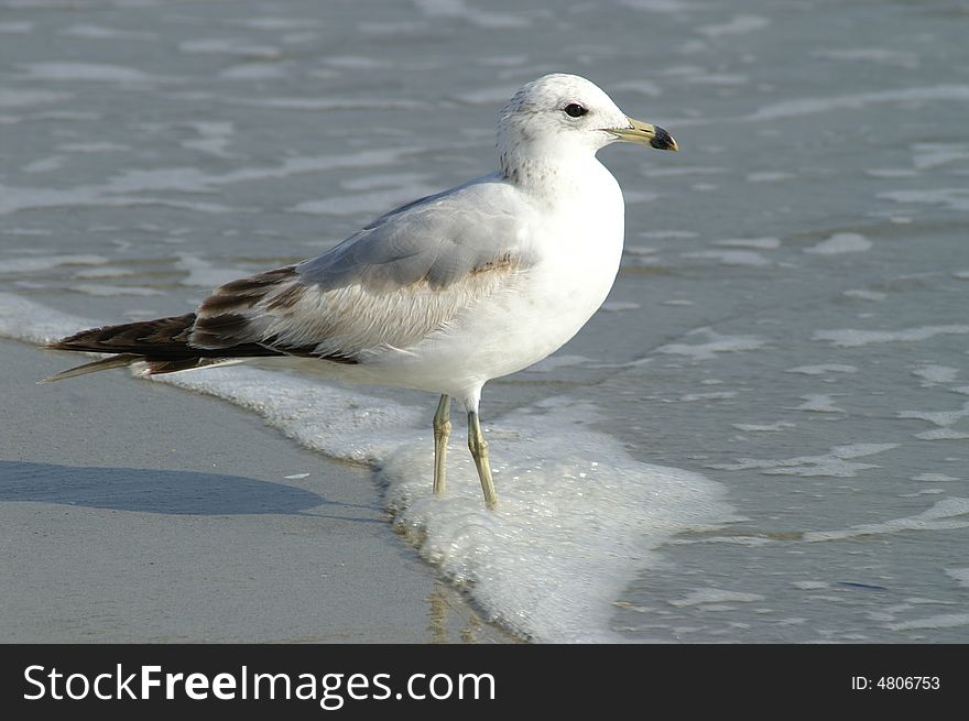 Beautiful sea gull  looking for food