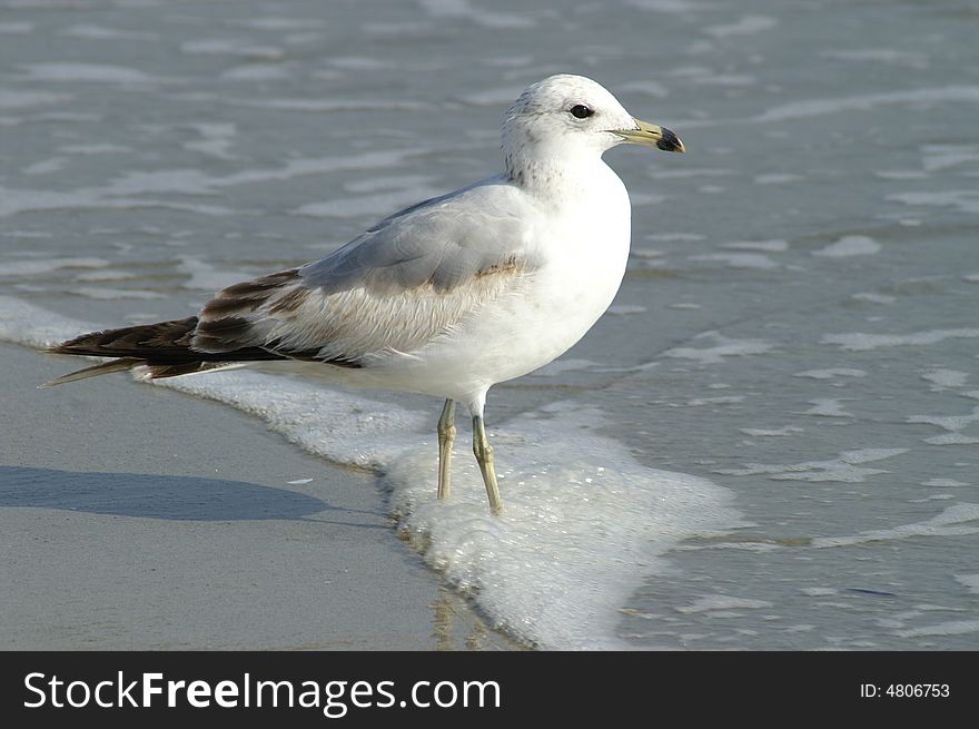 Sea Gull