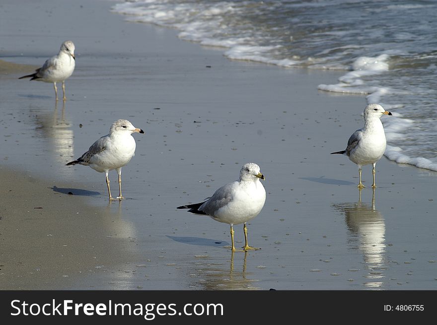 Beautiful sea gull stand on beach. Beautiful sea gull stand on beach