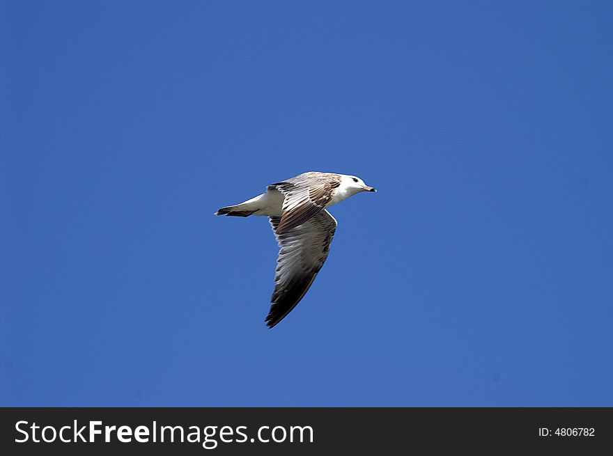 Beautiful sea gull is flying