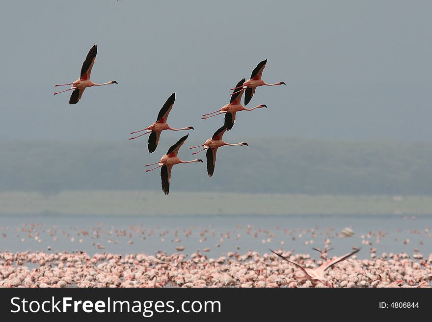 Flamingos Are Flying Over A Lake