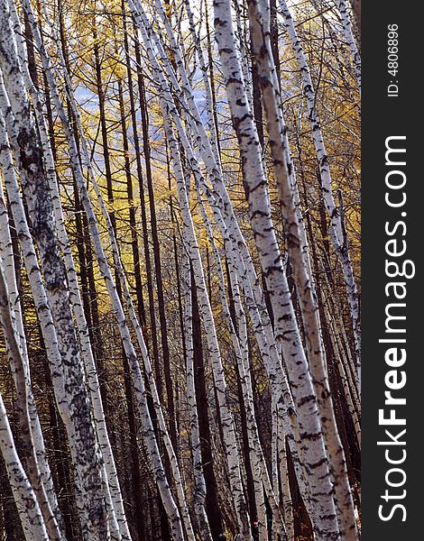 High birches in the autumn forest. High birches in the autumn forest