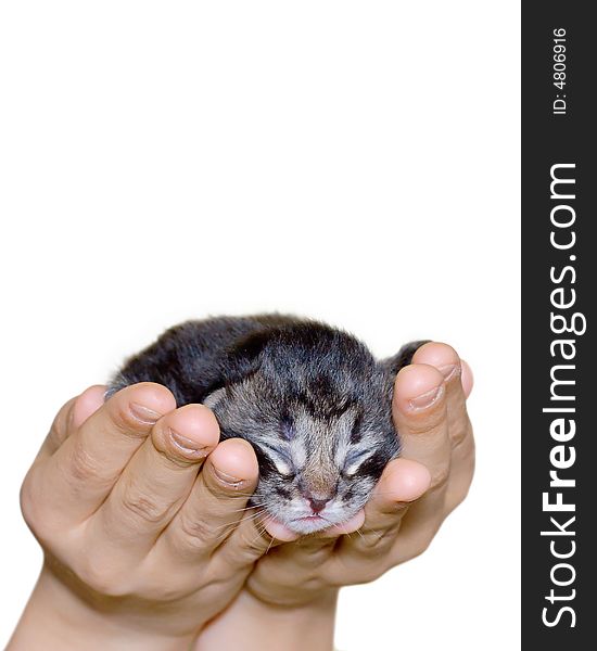 Small Cat In Hands