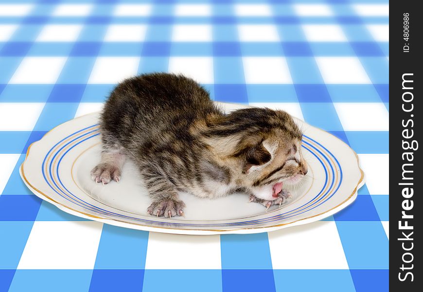 Small Cat On Plate