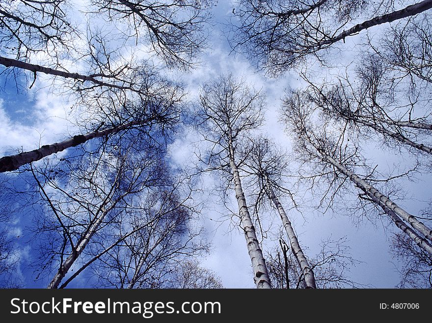 High birches in the forest on the blue sky background. High birches in the forest on the blue sky background