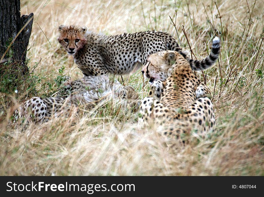 Cheetah cub standing watchful in the grass after a kill in the Masai Mara Reserve in Kenya