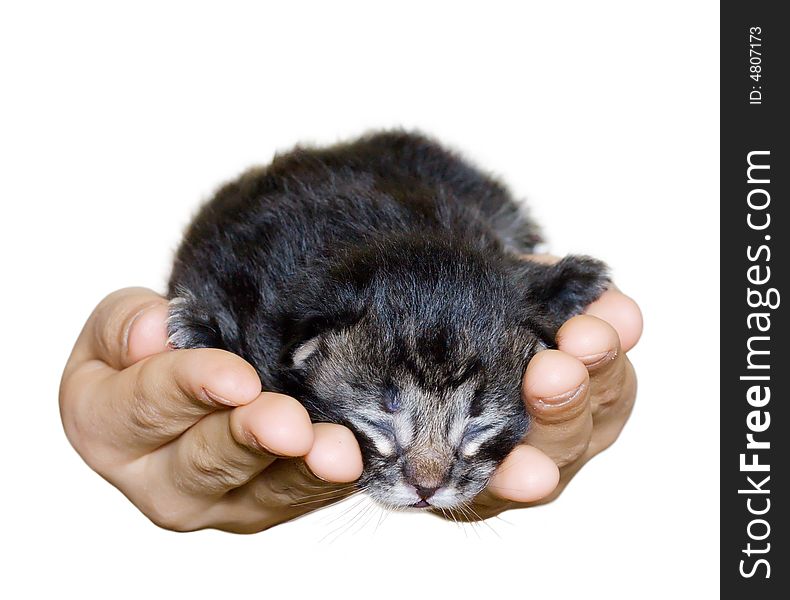 Small Cat In Hands
