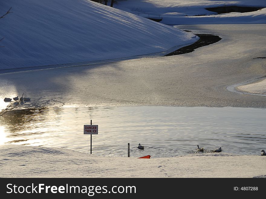 Very thin ice.  Looks like the ducks aren't too concerned about the warning. Very thin ice.  Looks like the ducks aren't too concerned about the warning.