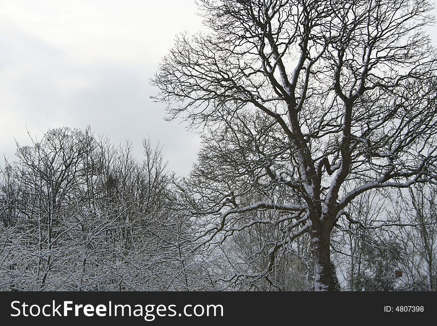 Winter Scene, Snowy Trees