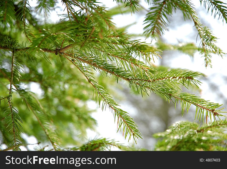 Conifer branchlets. Brightly green needles before spring - nature background.