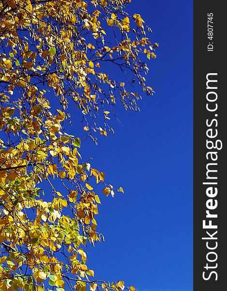 Autumn leaves with bright blue sky