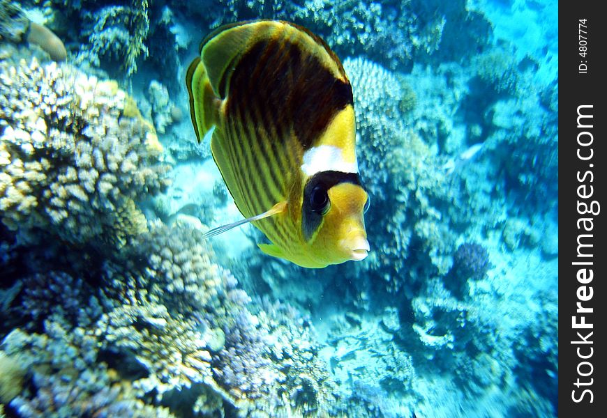 Fish  Red Sea Coral Wild Marine life
Ocean Tropical Wildlife