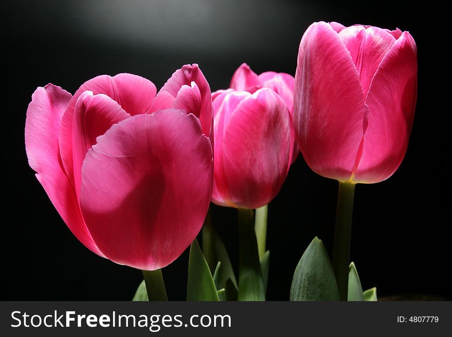 Red tulips on a black background. Red tulips on a black background