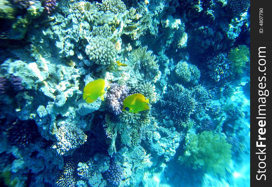 Marine life Red Sea Marine life Red SeaMarine life Red Sea Tropical wild wildlife Fish Afrika. Marine life Red Sea Marine life Red SeaMarine life Red Sea Tropical wild wildlife Fish Afrika