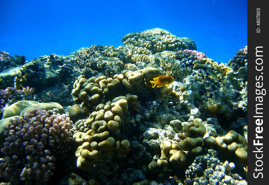 Fish  Red Sea Coral Wild Marine life
Ocean Tropical Wildlife. Fish  Red Sea Coral Wild Marine life
Ocean Tropical Wildlife