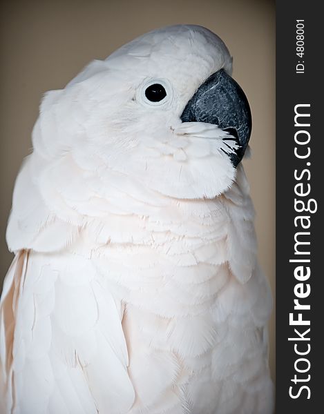 Close up photo of cockatoo profile. Close up photo of cockatoo profile