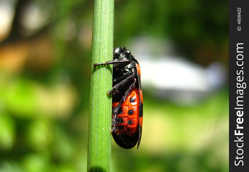 Close  up of small red bug climeing on a grass blade. Close  up of small red bug climeing on a grass blade