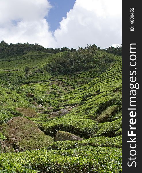 cameron highlands tea plantation malasia asia