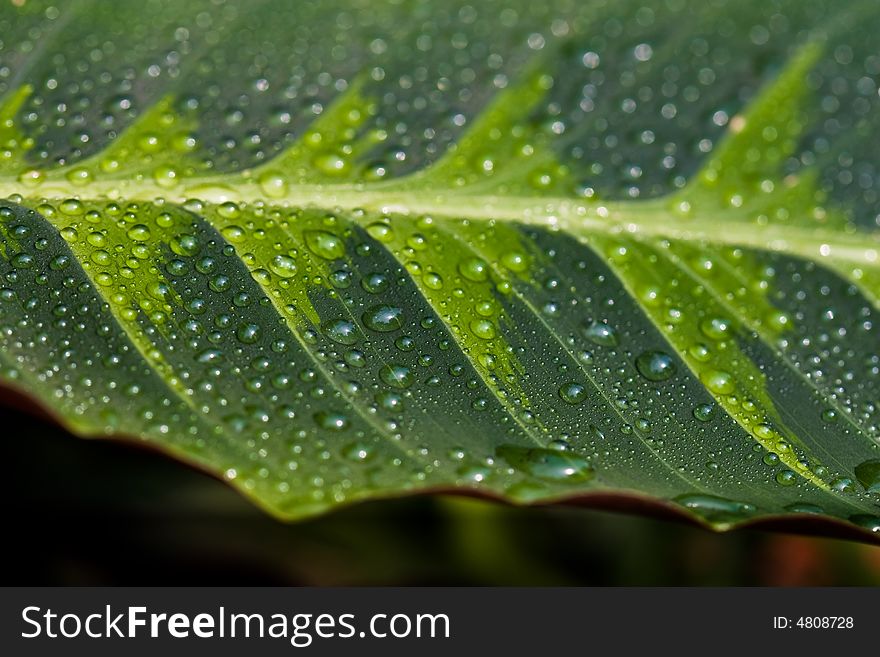 Nature series: flower leaf with waterdrop