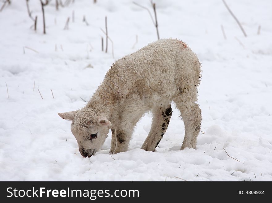 Spring lamb in the snow, Aberdeen, Scotland