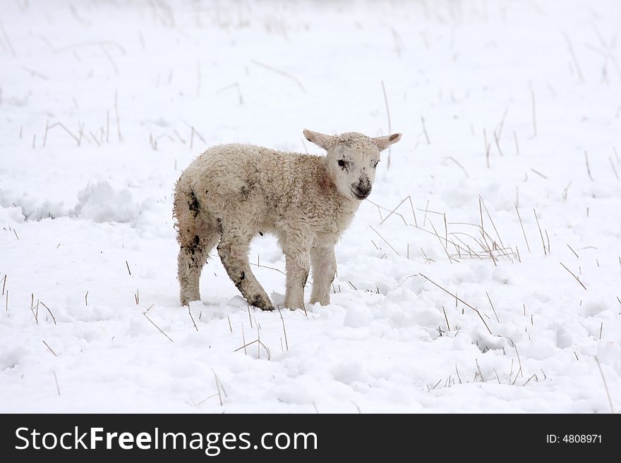 Spring lamb in the snow, Aberdeen, Scotland