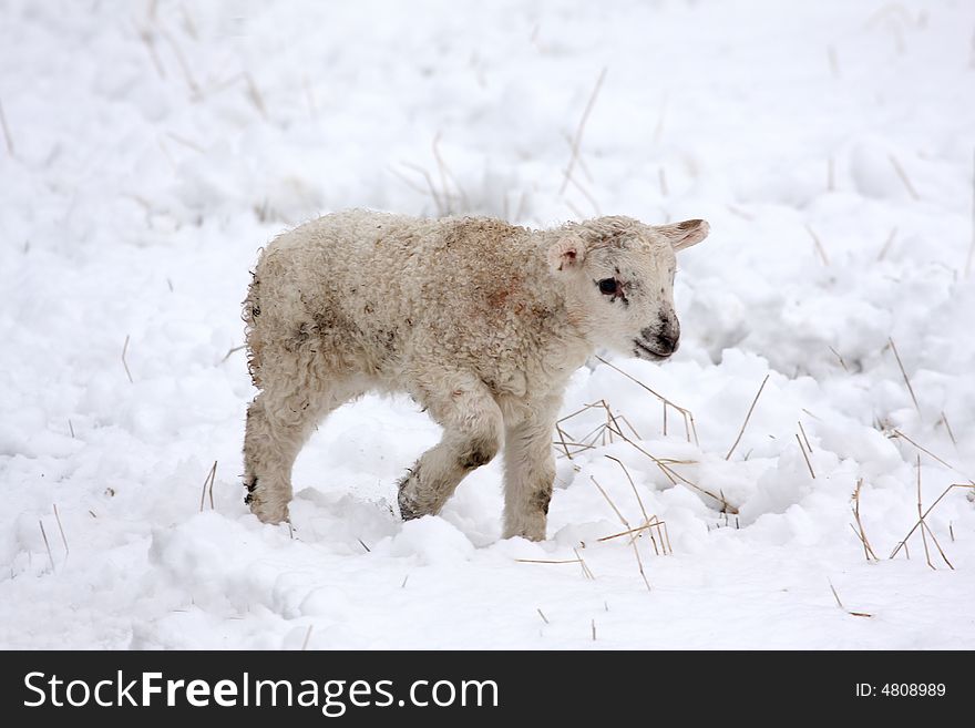 Spring lamb in the snow