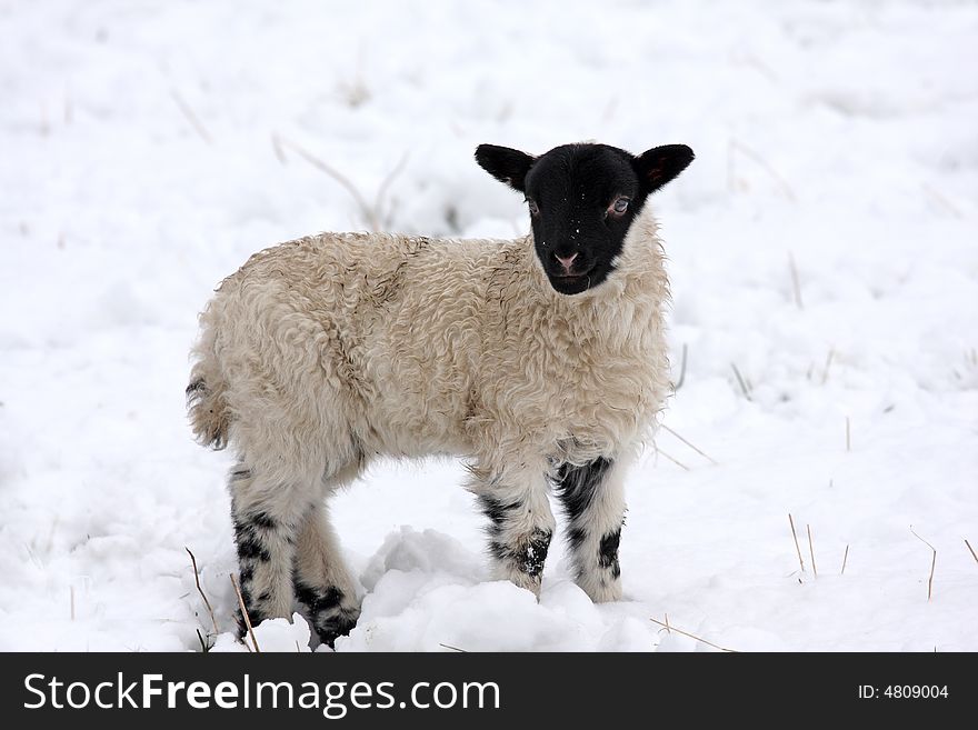 Spring lamb in the snow, Aberdeen, Scotland