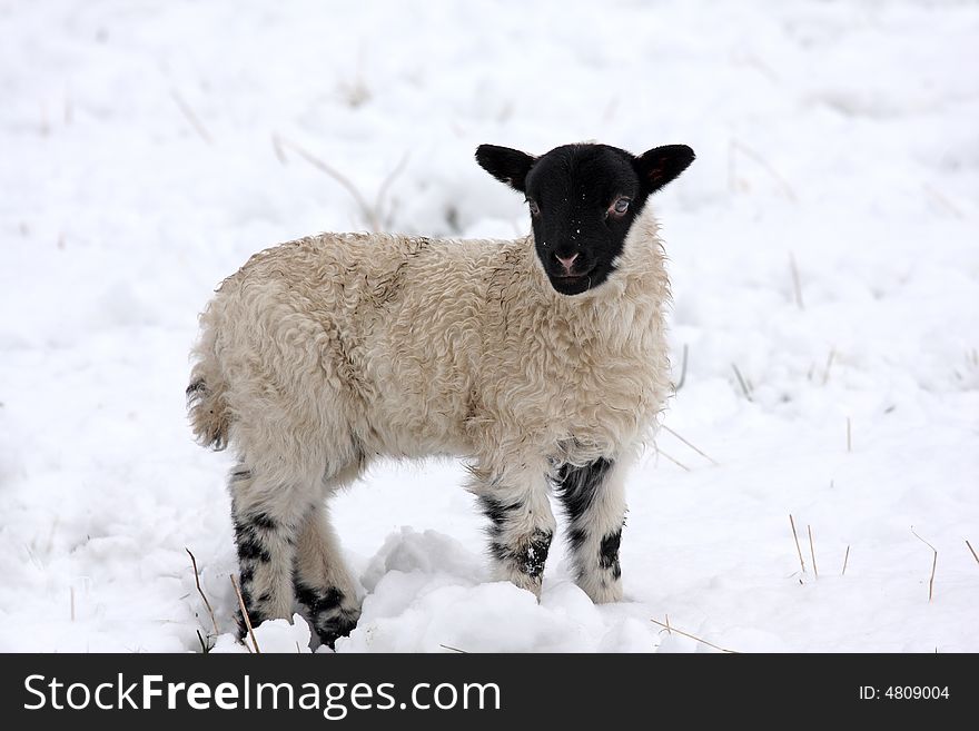 Spring Lamb In The Snow