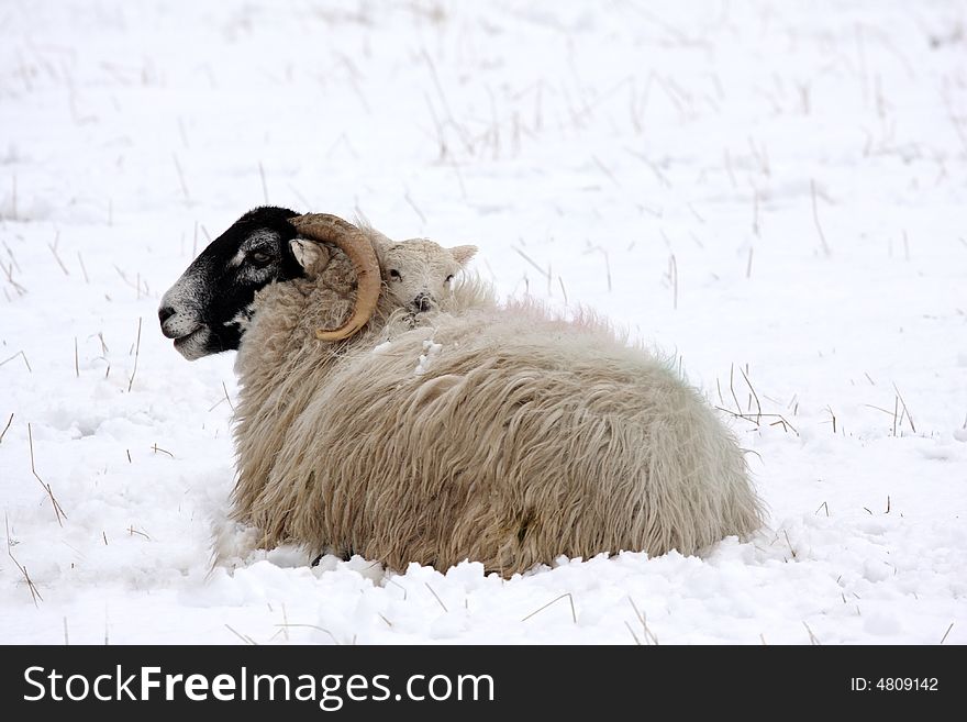 Spring lamb in the snow, Aberdeen, Scotland