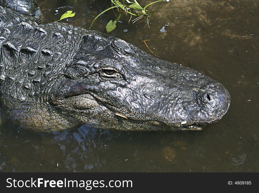 An Alligator stares closely at you. The gator patiently waits in shallow water and you can clearly see his eyes and rugged scales. An Alligator stares closely at you. The gator patiently waits in shallow water and you can clearly see his eyes and rugged scales.