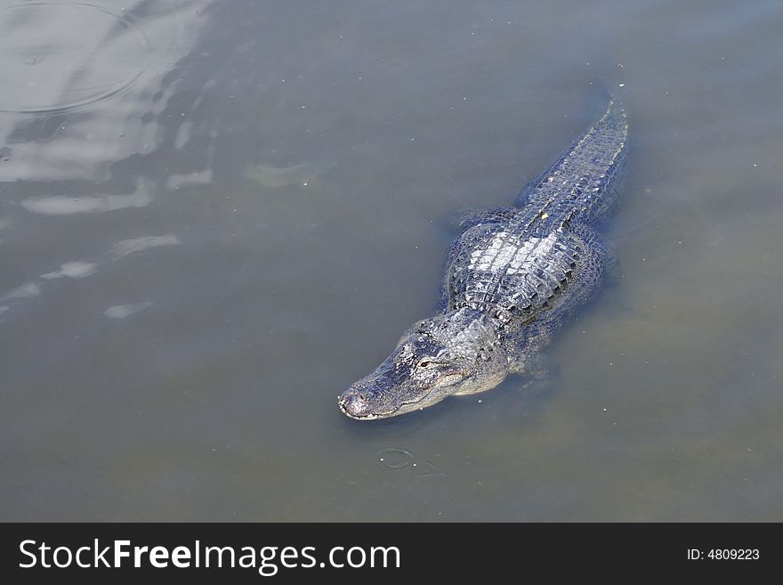 An Alligator stares closely at you. The gator patiently waits in shallow water. Lots of room for copy to the left of the reptile. An Alligator stares closely at you. The gator patiently waits in shallow water. Lots of room for copy to the left of the reptile