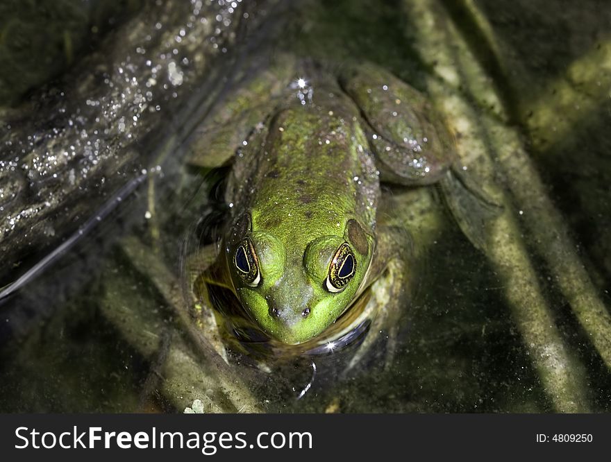 A bright green frog stares at the camera as it waits in a swamp. A bright green frog stares at the camera as it waits in a swamp