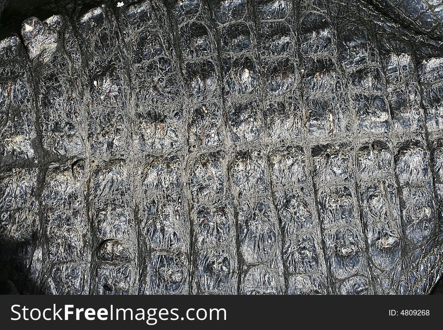 A close-up look of the scaly skin of a live alligator. Minute details of the texture of this unique skin is clearly visible. A close-up look of the scaly skin of a live alligator. Minute details of the texture of this unique skin is clearly visible